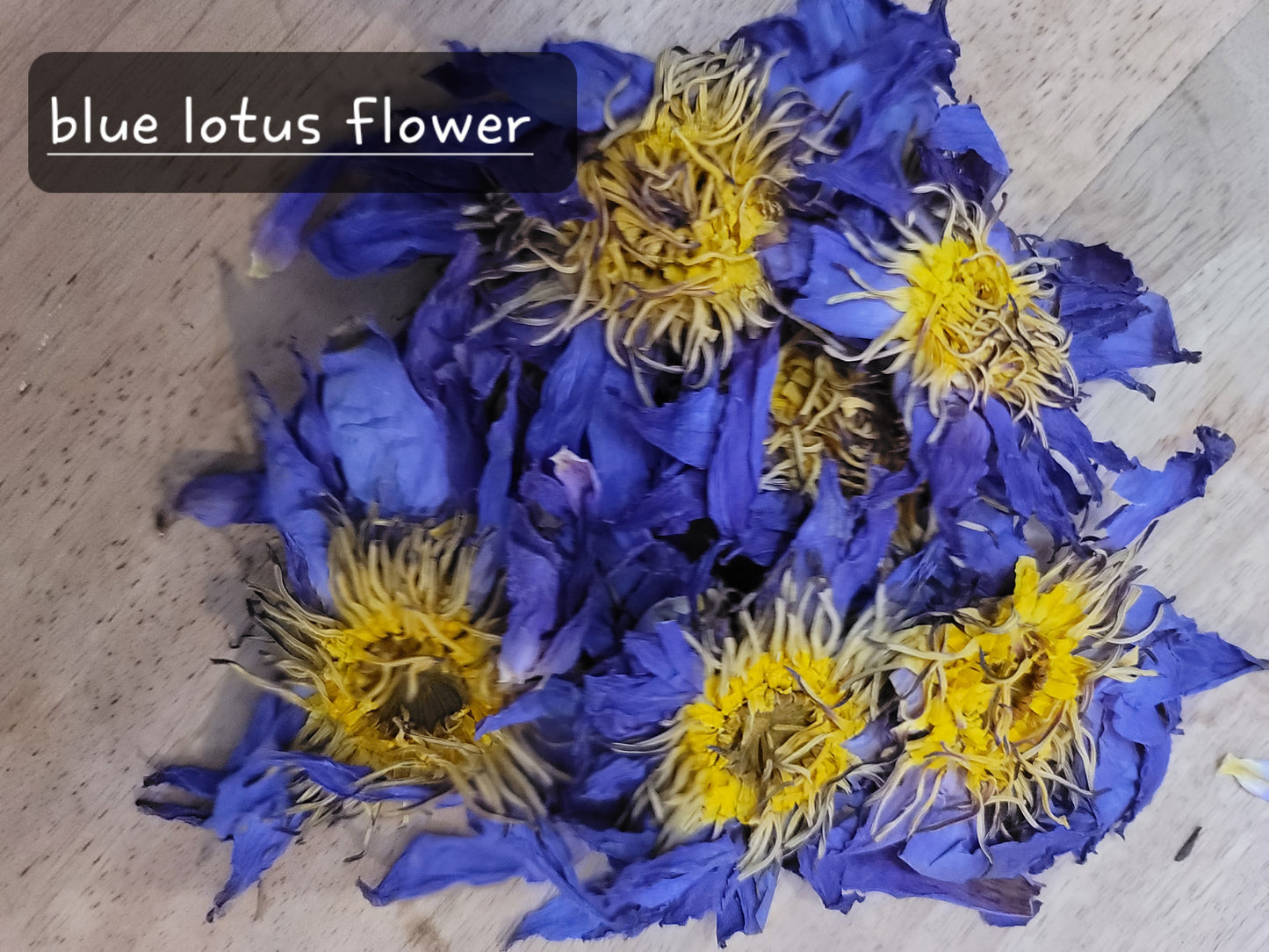 Blue Lotus