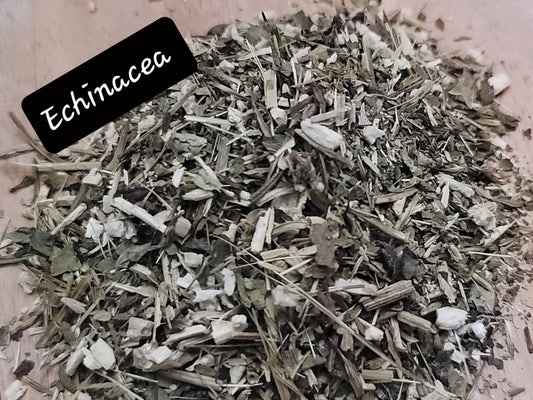Echinacea Purpurea